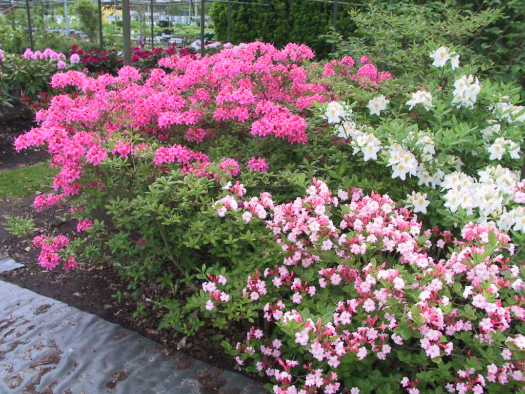 Azaleenbeet Schatt 1, 5-2003, 1.jpg